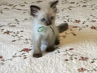 TICA Registered Ragdoll Kittens - Ragdoll - Gallery Photo #1