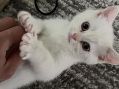 Scottish Fold And Straight - Scottish Fold - Gallery Photo #1