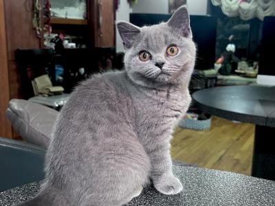 Azura Blue British Shorthair Girl - British Shorthair - Gallery Photo #1
