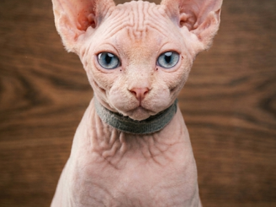 Silver - Sphynx - Gallery Photo #1