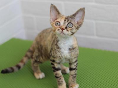 Female Devon Rex Kitten - Devon Rex - Gallery Photo #1