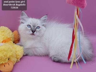 Seal Point Lynx Girl Reserved - Ragdoll - Gallery Photo #1