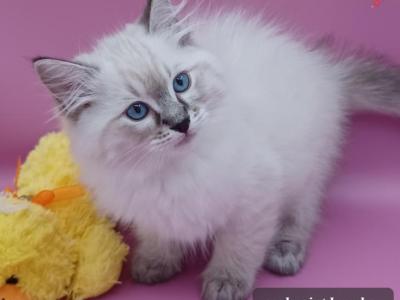 Seal Point Lynx Boy - Ragdoll - Gallery Photo #1