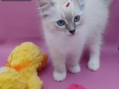 Seal Mitted Lynx Boy - Ragdoll - Gallery Photo #1