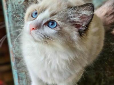 Rosé - Ragdoll - Gallery Photo #1