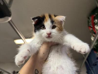 Penny - Scottish Fold - Gallery Photo #1