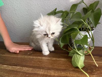 Meadow - Persian - Gallery Photo #1