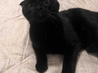 Sasha - Scottish Fold - Gallery Photo #1
