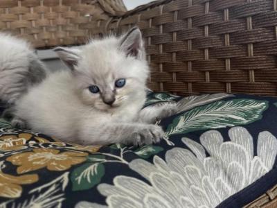 Snow - Siberian - Gallery Photo #1