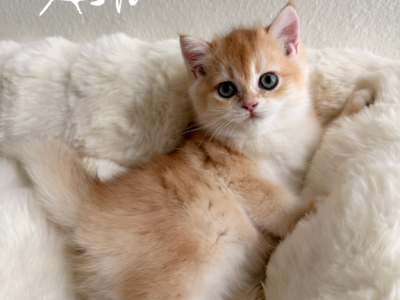 Ash - British Shorthair - Gallery Photo #1