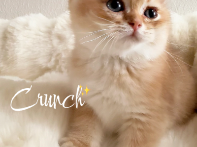 Crunch - British Shorthair - Gallery Photo #1