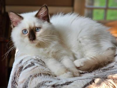 Willow - Ragdoll - Gallery Photo #1