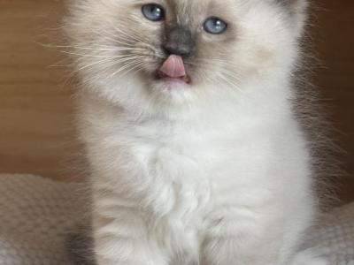 Blue Mitted Male - Ragdoll - Gallery Photo #1