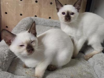 2 Choc Girls Sold - Siamese - Gallery Photo #1