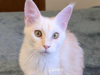 Lainey Red Smoke - Maine Coon - Gallery Photo #1