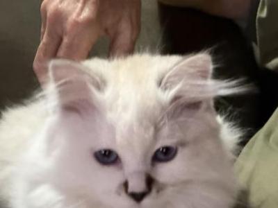 Pearl - Siberian - Gallery Photo #1