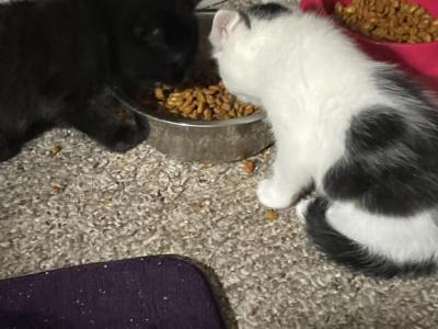 From Our Baby Girl Molly - Domestic - Gallery Photo #1