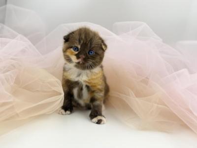 Scottish Fold Female - Scottish Fold - Gallery Photo #1