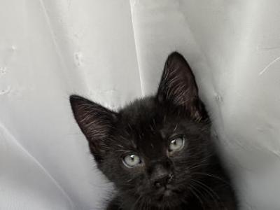 Inky - American Shorthair - Gallery Photo #1
