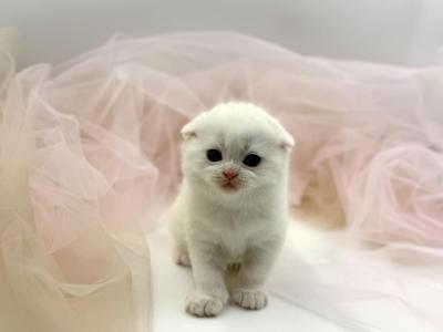 White Scottish Fold Male - Scottish Fold - Gallery Photo #1