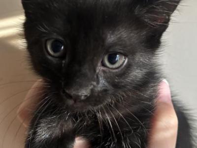 Jet - American Shorthair - Gallery Photo #1