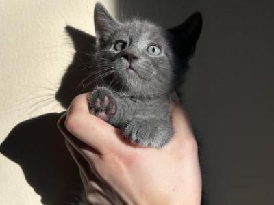 Ash - American Shorthair - Gallery Photo #1