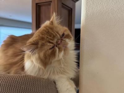 1stlitter - Persian - Gallery Photo #1