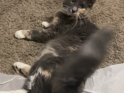 Allie - Domestic - Gallery Photo #1