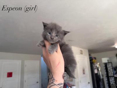 Pokémon Litter - Maine Coon - Gallery Photo #1