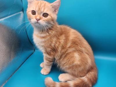 Pearch Blossom Selkirk Straight - Selkirk Rex - Gallery Photo #1