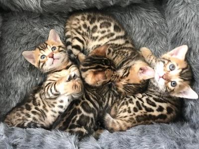 Gago - Bengal - Gallery Photo #1
