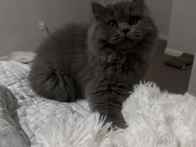 Maru - British Shorthair - Gallery Photo #1