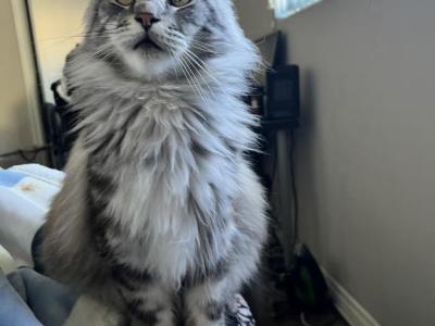 Lucifer - Maine Coon - Gallery Photo #1