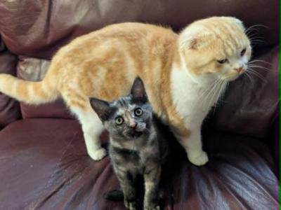 Sprinkles - Scottish Straight - Gallery Photo #1