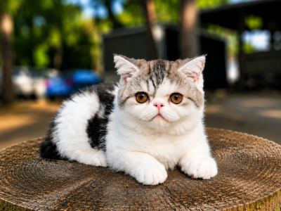 Camies Silver Tabby Boy - Exotic - Gallery Photo #1