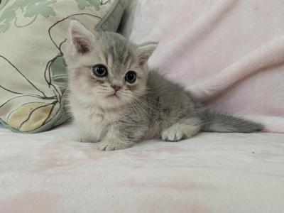 Clover - Munchkin - Gallery Photo #1