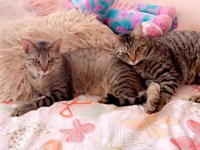 Jack And Jill - Bengal - Gallery Photo #1