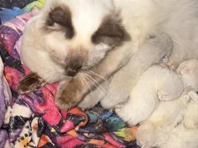 Ragamuffin - Ragdoll - Gallery Photo #1