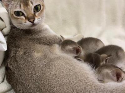 Precious - Singapura - Gallery Photo #1