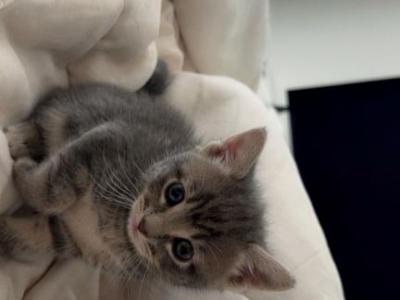 Kittens - Domestic - Gallery Photo #1