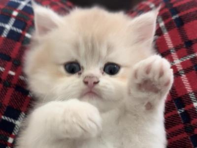 Bobo - British Shorthair - Gallery Photo #1