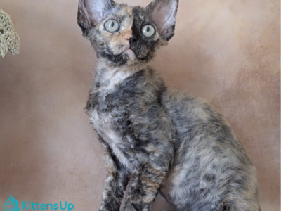 Iskra - Devon Rex - Gallery Photo #1