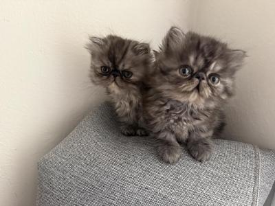 Sweet Bonded Pair - Persian - Gallery Photo #1