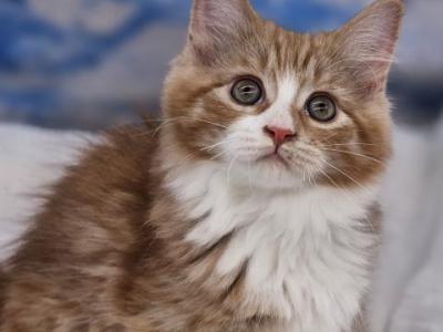 Red Female - Ragamuffin - Gallery Photo #1