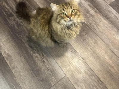 Spunky - Ragdoll - Gallery Photo #1