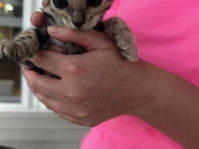 Mo - Bengal - Gallery Photo #1
