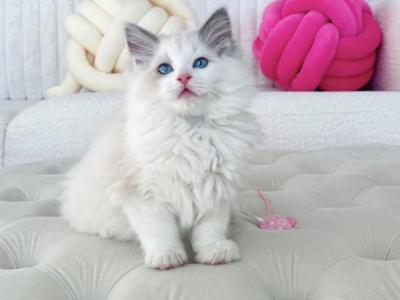 TICA King Full Breeding Rights Sterling Blue - Ragdoll - Gallery Photo #1