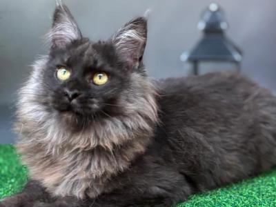 Sarah - Maine Coon - Gallery Photo #1