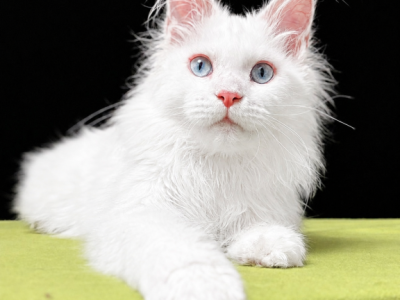 Boy V32 - Maine Coon - Gallery Photo #1