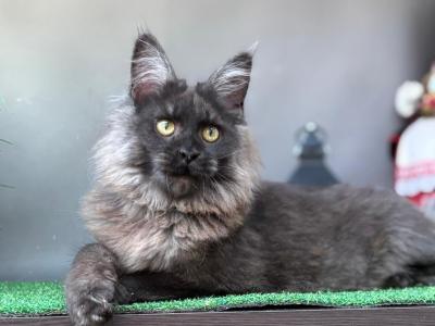 Sarah - Maine Coon - Gallery Photo #1